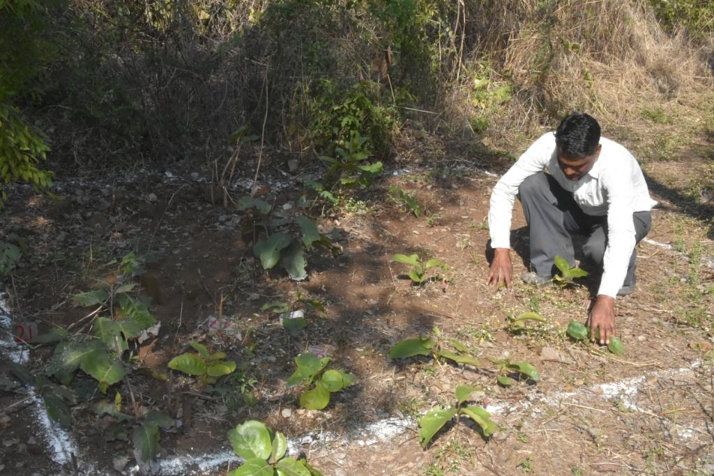 महाराष्ट्र में तेंदू की पुनर्जनन स्थिति का अध्ययन