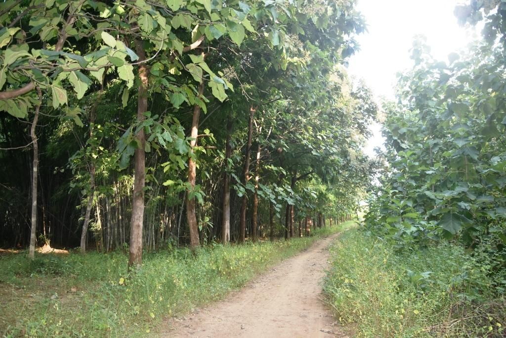 किसान के खेत में सागौन का पौधारोपण