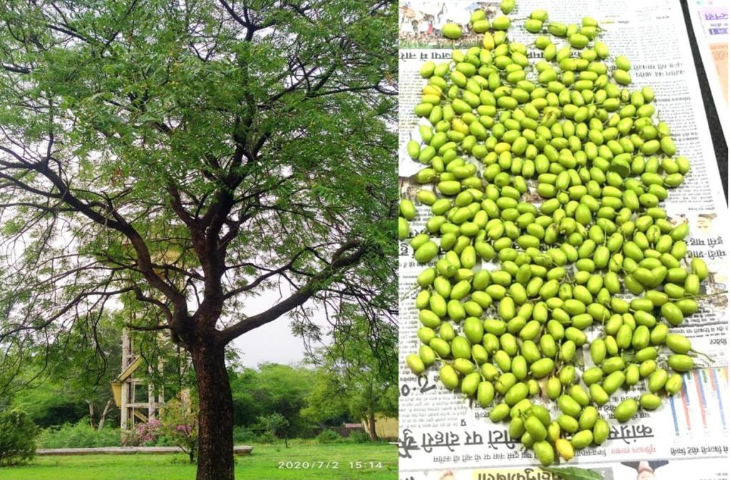 Selection of superior trees and fruit collection of Azadirachta indica
