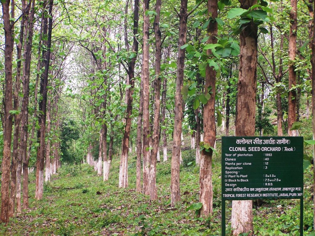 टेक्टोना ग्रेंडिस (सागौन) का क्लोनल बीजोद्यान