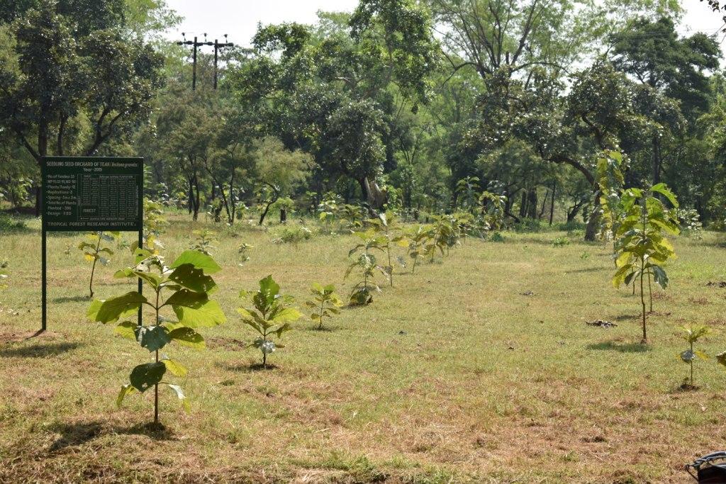 सागौन का बीजोद्यान