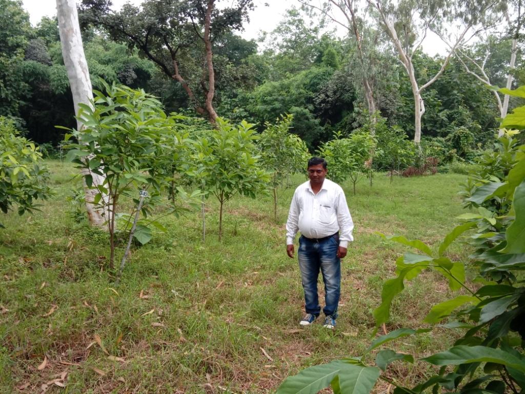 लिट्सिया ग्लूटिनोसा (मैदा छाल) का जर्मप्लाज्म बैंक