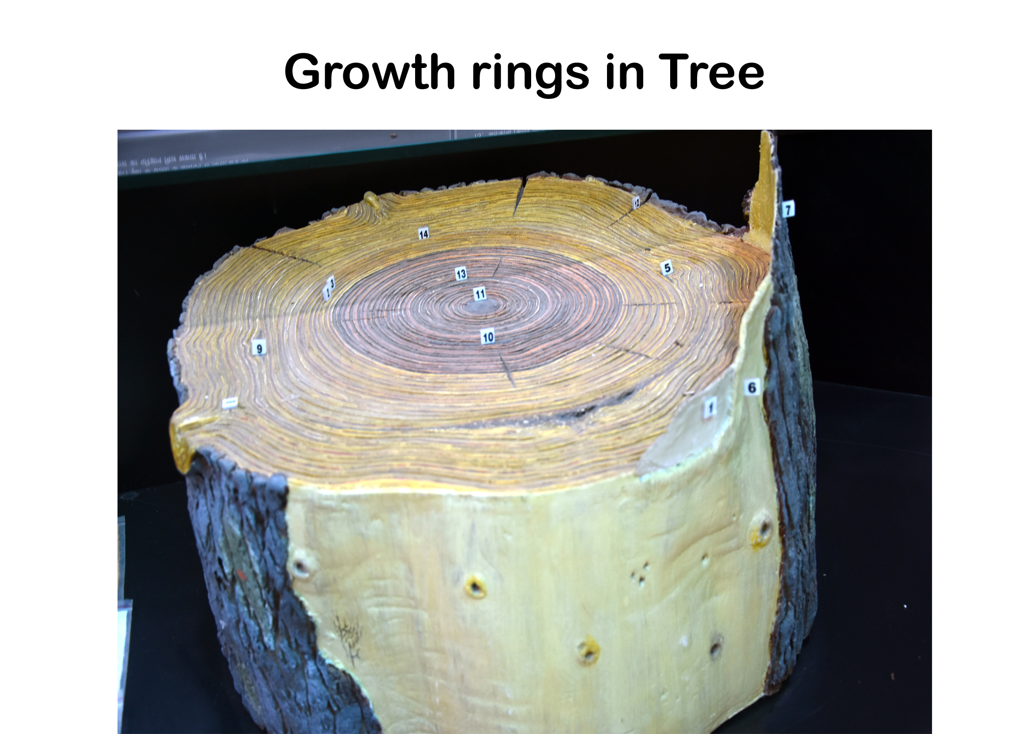 Growth Rings in Tree